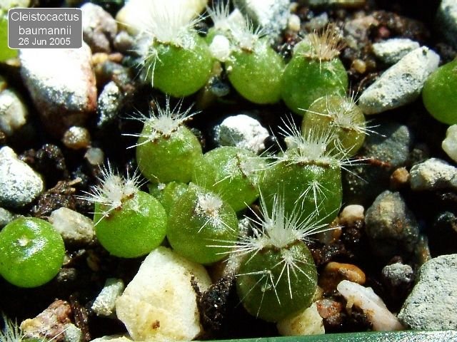 Cleistocactus_ baumannii _03